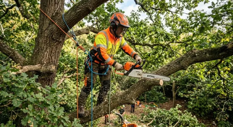 Élagage d'arbres : réglementation, périodes autorisées et prix d'une intervention par un élagueur